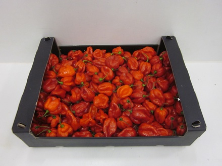 Habanero rood ES  2 kg