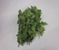 Oregano 1kg