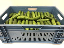 Mini komkommers 18kg