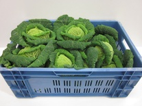 Savooiekool groen 8 kg