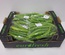 Pepers groen TR 12x250gr