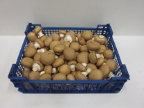 Champignon Bruin Middel