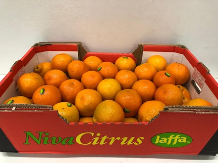 Mandarijn Minneola 54st 15kg