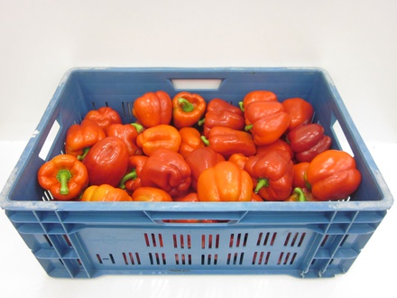 Paprika rood 80+ 10kg II